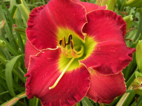 Roth Daylilies Red White And Blue