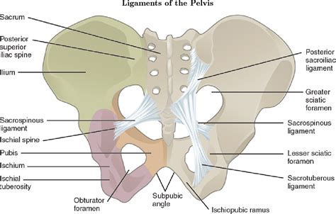 Figure 3 from [The pelvic girdle and the pelvis]. | Semantic Scholar