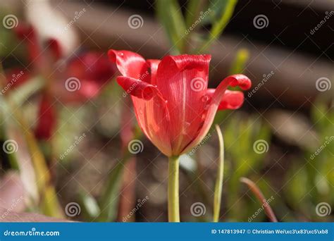 P Talo De Un Tulip N Lino Con Hojas Linifolia Del Tulipa Imagen De