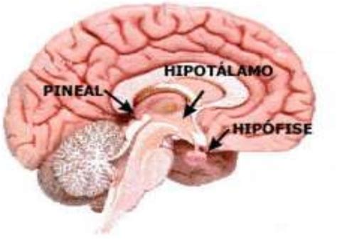 Onde Esta Localizada A Hipofise - Aula hipófise