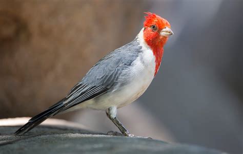 Red Crested Cardinal Oahu Hawaii