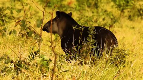 Anta Tapirus Terrestris Tapir Anta Brasileira Perambulando Pelas