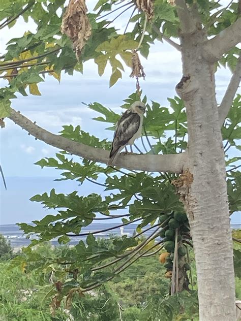 Hawaiian Hawk : r/AnimalPorn