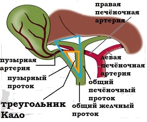 Что такое треугольник Кало?