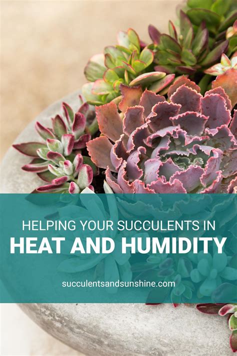 Succulents in Heat and Humidity | Succulents and Sunshine