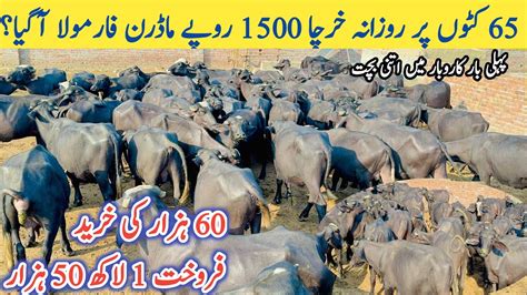 New Katta Farm Launched Motivate Cattle Farming In Pakistan Parofitable