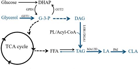 Figure From Modulating Heterologous Pathways And Optimizing Culture