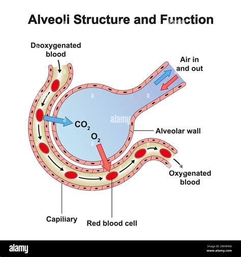 Alveoli Structure Illustration Stock Photo Alamy