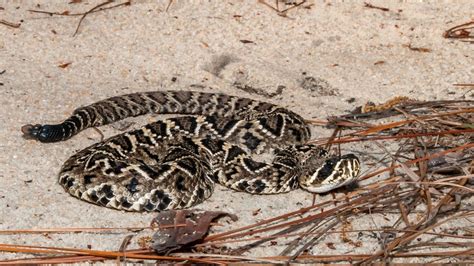 Photo guide to the six venomous snakes of Georgia | wtsp.com