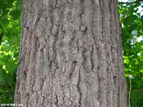 Shumard Oak Quercus Shumardii