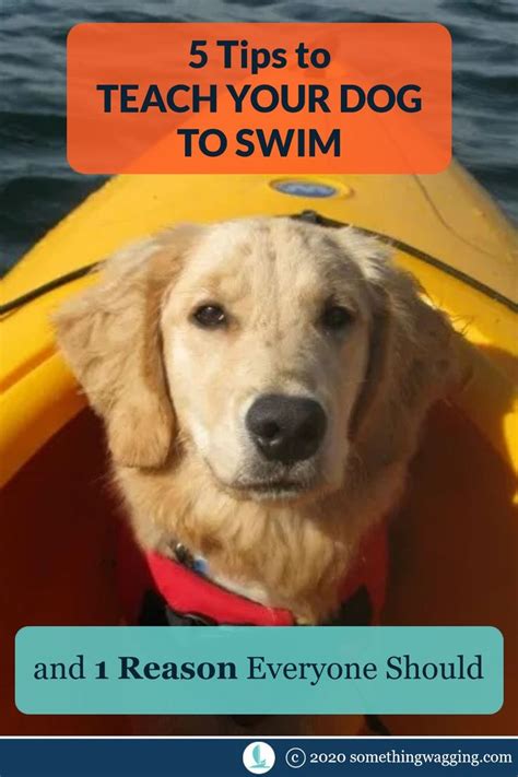 5 Tips To Teach Your Dog To Swim And 1 Reason Everyone Should Dog