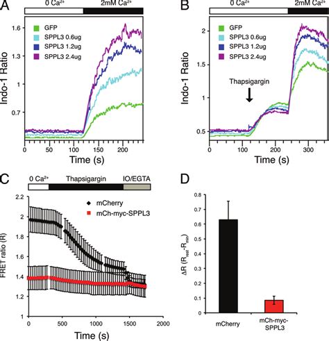 Overexpression Of SPPL3 Induces ER Ca 2 Release And Ca 2 Influx A And