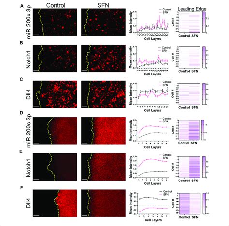 Nrf Upregulation Modulates Microrna Mir C P And Notch And Dll