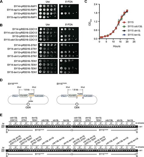 cdc  predominant  stn  ten  preventing chromosome