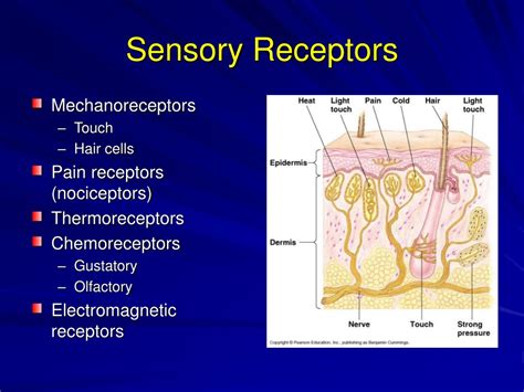 Ppt Sensory And Motor Mechanisms Powerpoint Presentation Free