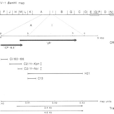 EHV BamHI Map Showing The Positions Of The GB And ICP 18 50RFs Within