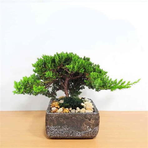 Bonsai Trees Wholesale Eve S Garden Inc