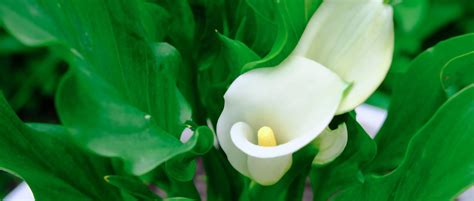 20 Gorgeous Arum Lily Varieties | Horticulture.co.uk