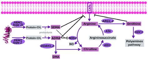 Overview Of Metabolic Pathways Of L Arginine Pathway Players Not