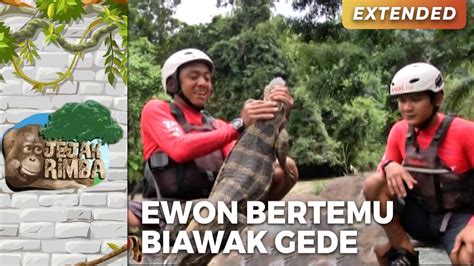 Wow Banget Ewon Bertemu Biawak Besar Di Sungai Citarik Jejak Rimba