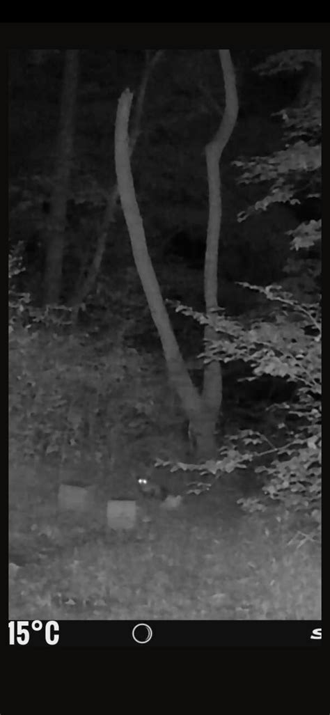 Whats Your Guess What Is It R Trailcam