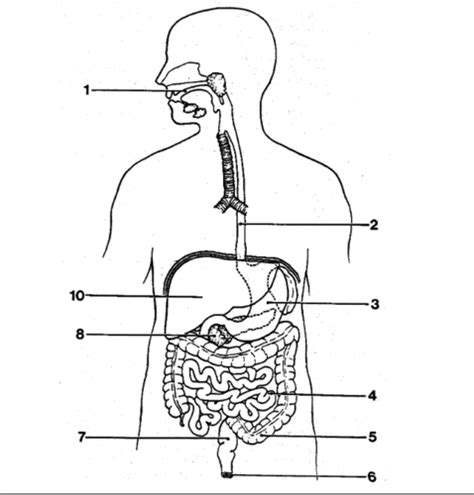 Ib Hl Biology 6 1 Digestion And Absorption Flashcards Quizlet