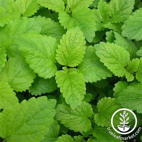 How To Grow Lemon Balm From Planting To Harvesting Homes Gardens