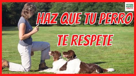 Haz Que Te Respete Consejos Para Conseguir El Respeto De Tu Perro