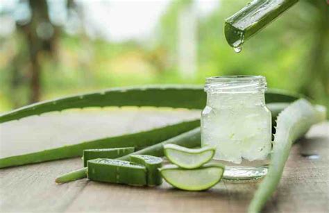 Aloe Come Si Intagliano Le Foglie Per Estrarre Il Gel