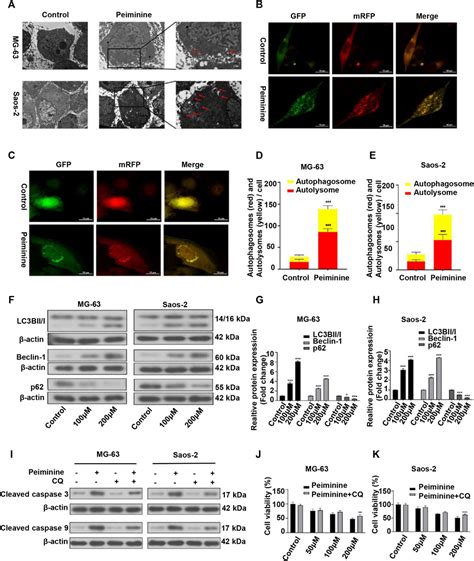 Frontiers Peiminine Induces G0g1 Phase Arrest Apoptosis And