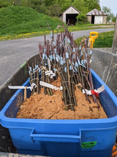 Formation Greffe Arbres Fruitiers Pépinière Du Bocage