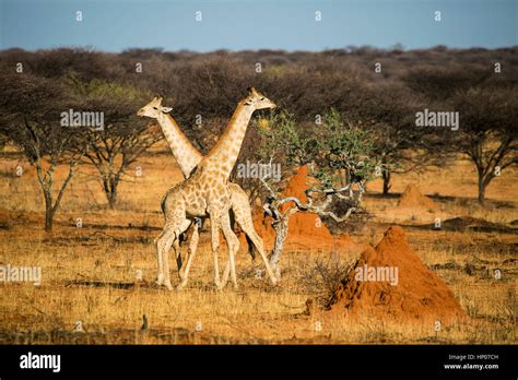 Artiodactylids Hi Res Stock Photography And Images Alamy