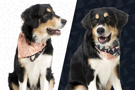 Dog Bandanas For Cool Canines The Ultimate List
