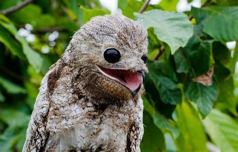 The great potoo (Nyctibius grandis). Their giant eyes have dark brown irides, meaning that they ...