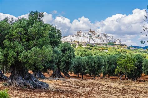 Le Vie Dell Olio Di Puglia I Percorsi In Bicicletta Tra Gli Ulivi