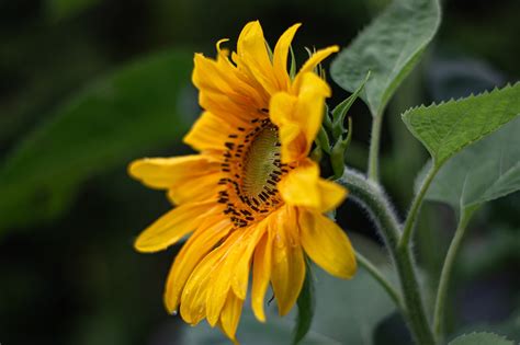 Bunga Sunflower Alam Foto Gratis Di Pixabay Pixabay