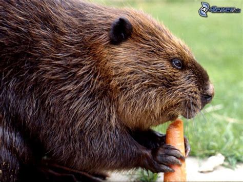 Beaver