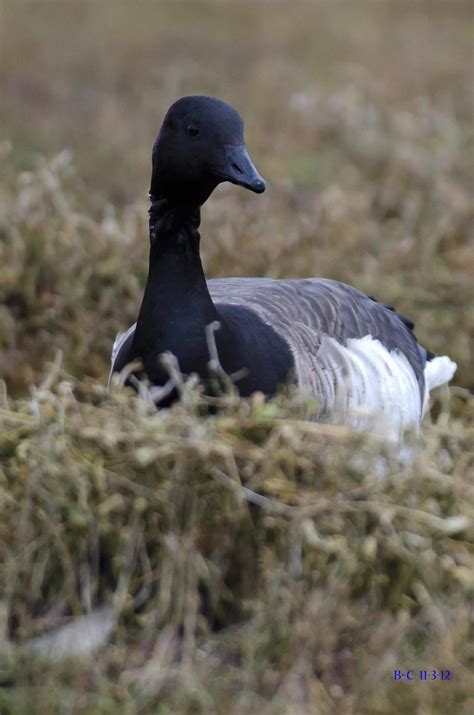 Brent Goose Light Bellied Brent Goose Branta Bernicla Hrot Flickr