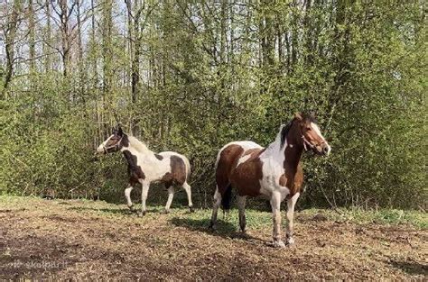 Parduodama 1 metu kumelaitė Skelbiu lt