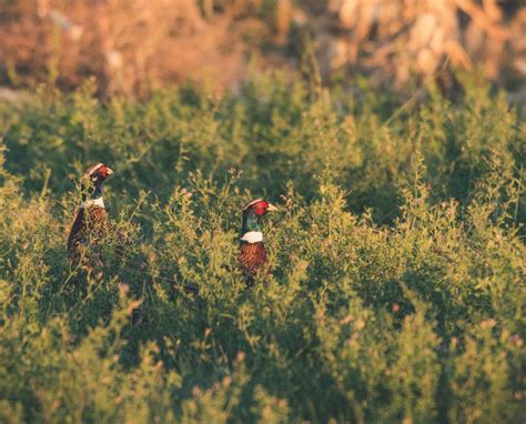 Tips for Hunting Early Season Pheasants - Project Upland