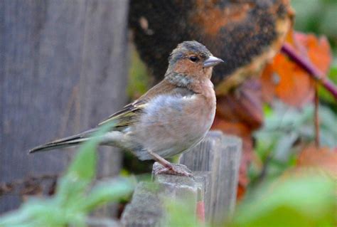 Зяблик Finch bird Зяблик