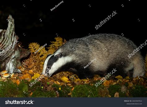 Badger Scientific Name Meles Meles Foraging Stock Photo