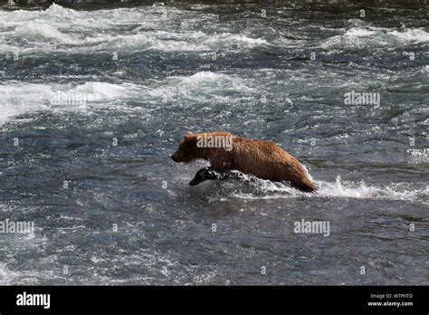 Grizzly Bear Ursus Arctos Horribilis Adult Male Fishing For Salmon