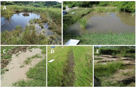 Types Of Plants In Swamps