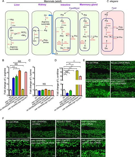 Loss Of Slc A Suppresses The Mitochondrial Enlargement In