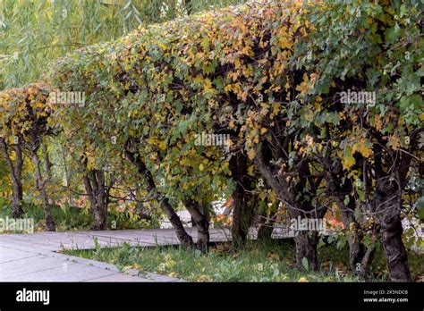 Decorated And Well Groomed Hawthorn Hedge Square Trimmed Bushes Of