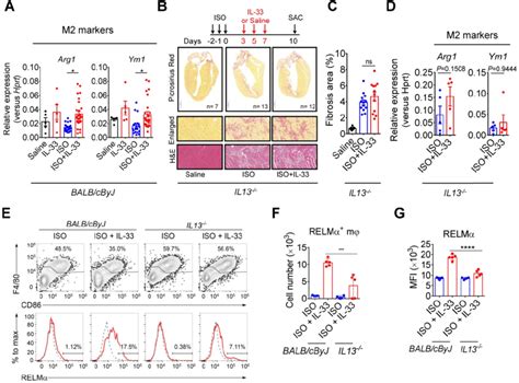 IL 13 Is Required For IL 33 Mediated Anti Fibrotic Responses Through