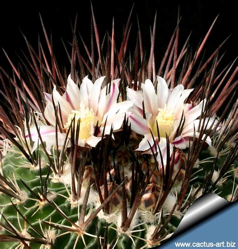 Echinofossulocactus Phyllacanthus Violaciflorus