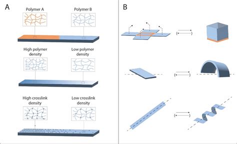 Stimuli Responsive Hydrogels The Dynamic Smart