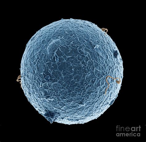 Human egg cell and sperm cells ESEM Photograph by Spl - Pixels